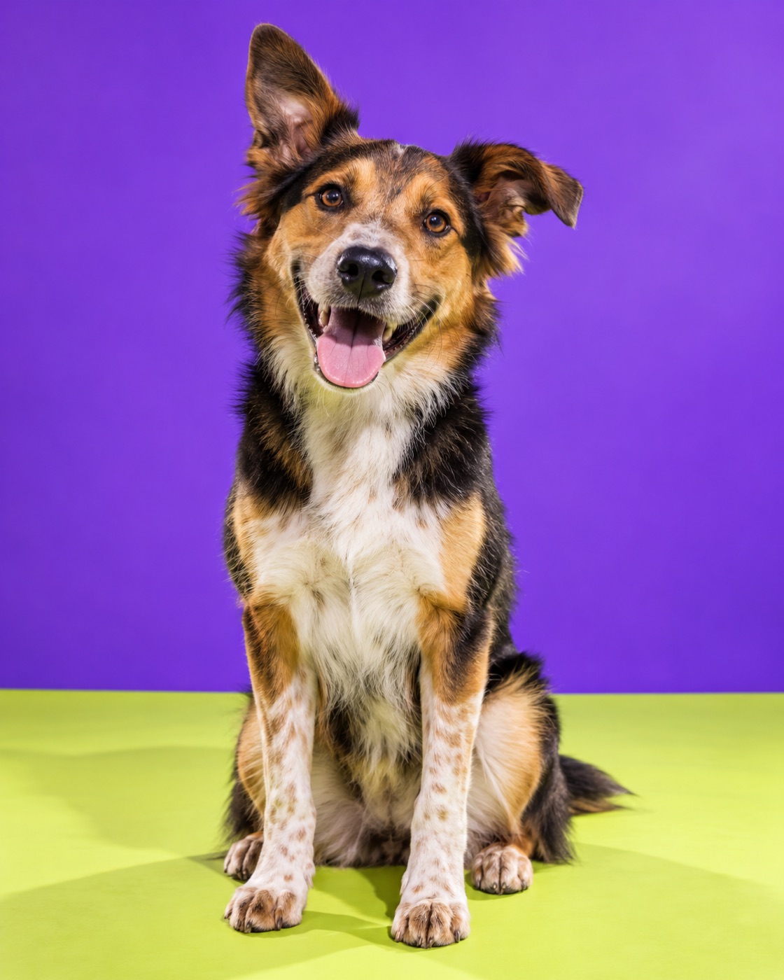 Happy rescue dog on a violet studio background